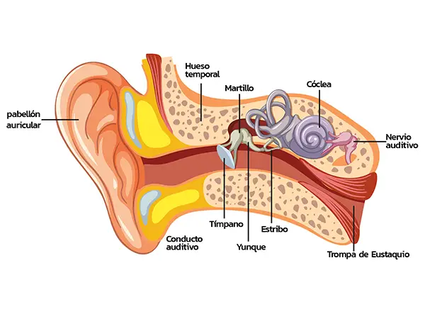como-funciona-el-oido-1
