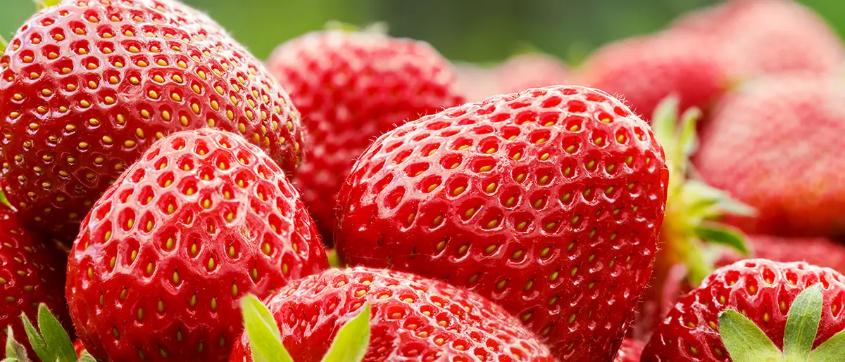 fresas la fruta perfecta para cuidar tu salud